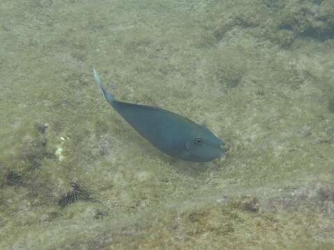 Image of Brown Unicornfish