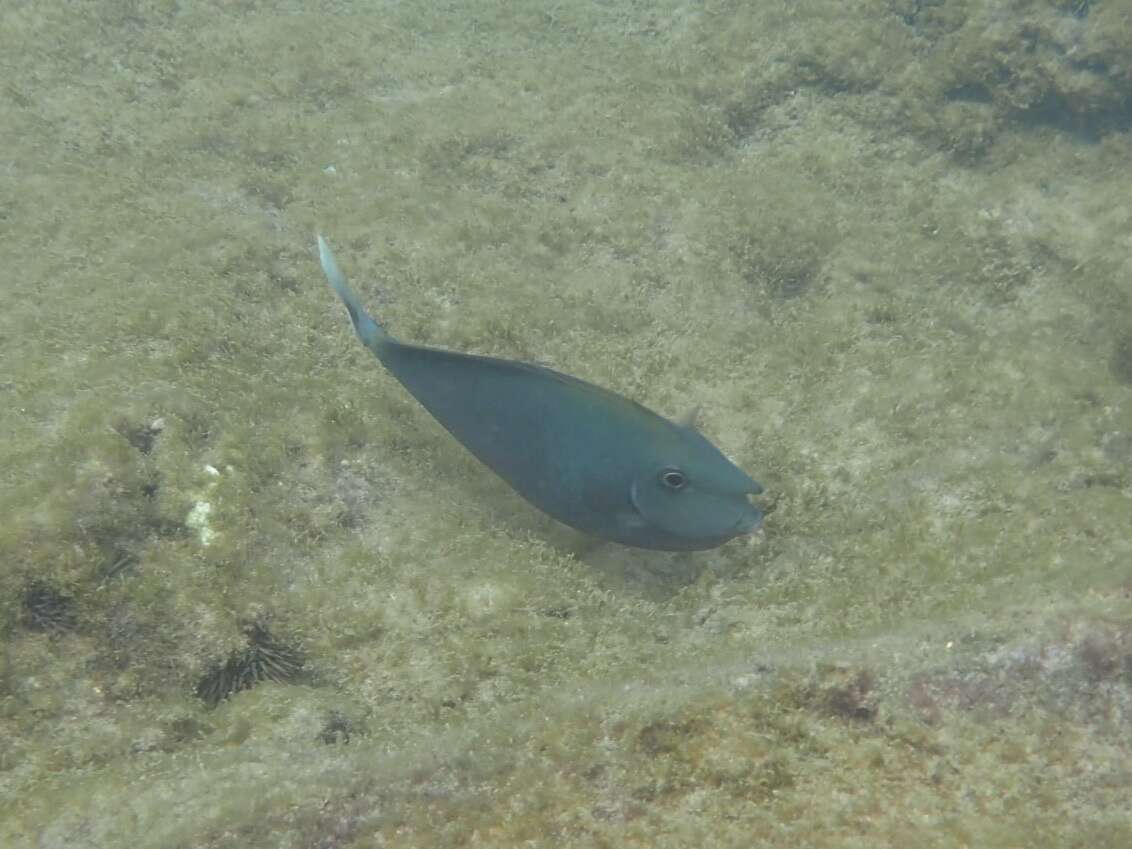 Image of Brown Unicornfish