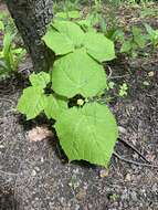 Image of Manchurian Striped Maple