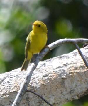 Image of Wilson's Warbler