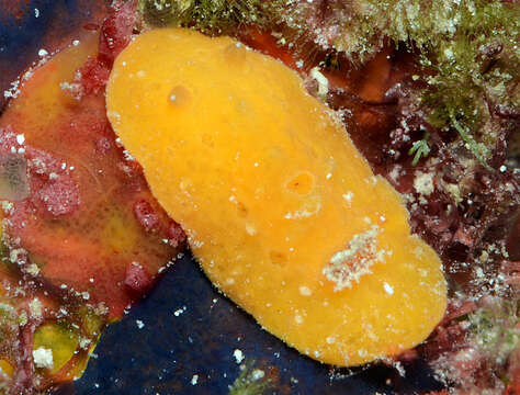 Image of Red lattice slug