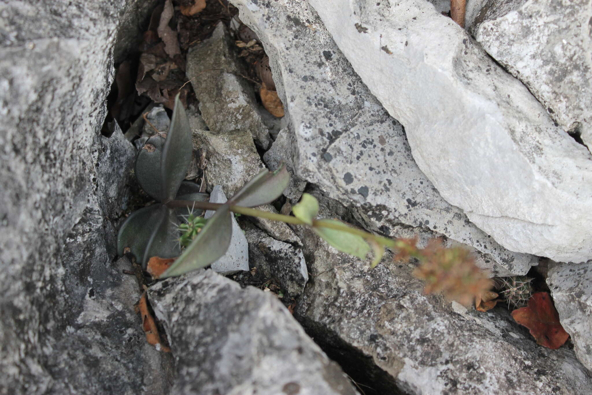 Image of Lenophyllum acutifolium Rose