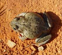 Image de Ranoidea australis (Gray 1842)