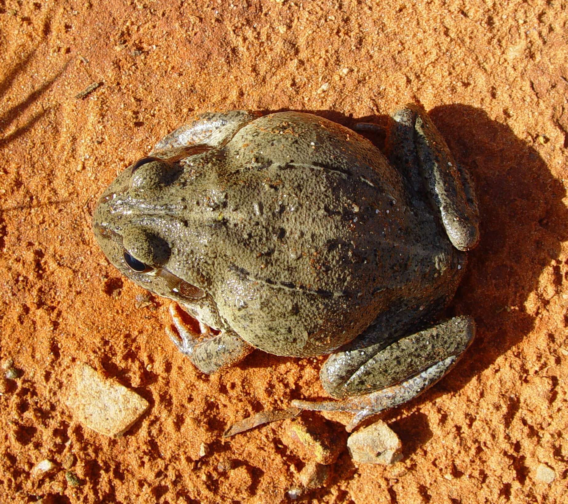 Image de Ranoidea australis (Gray 1842)