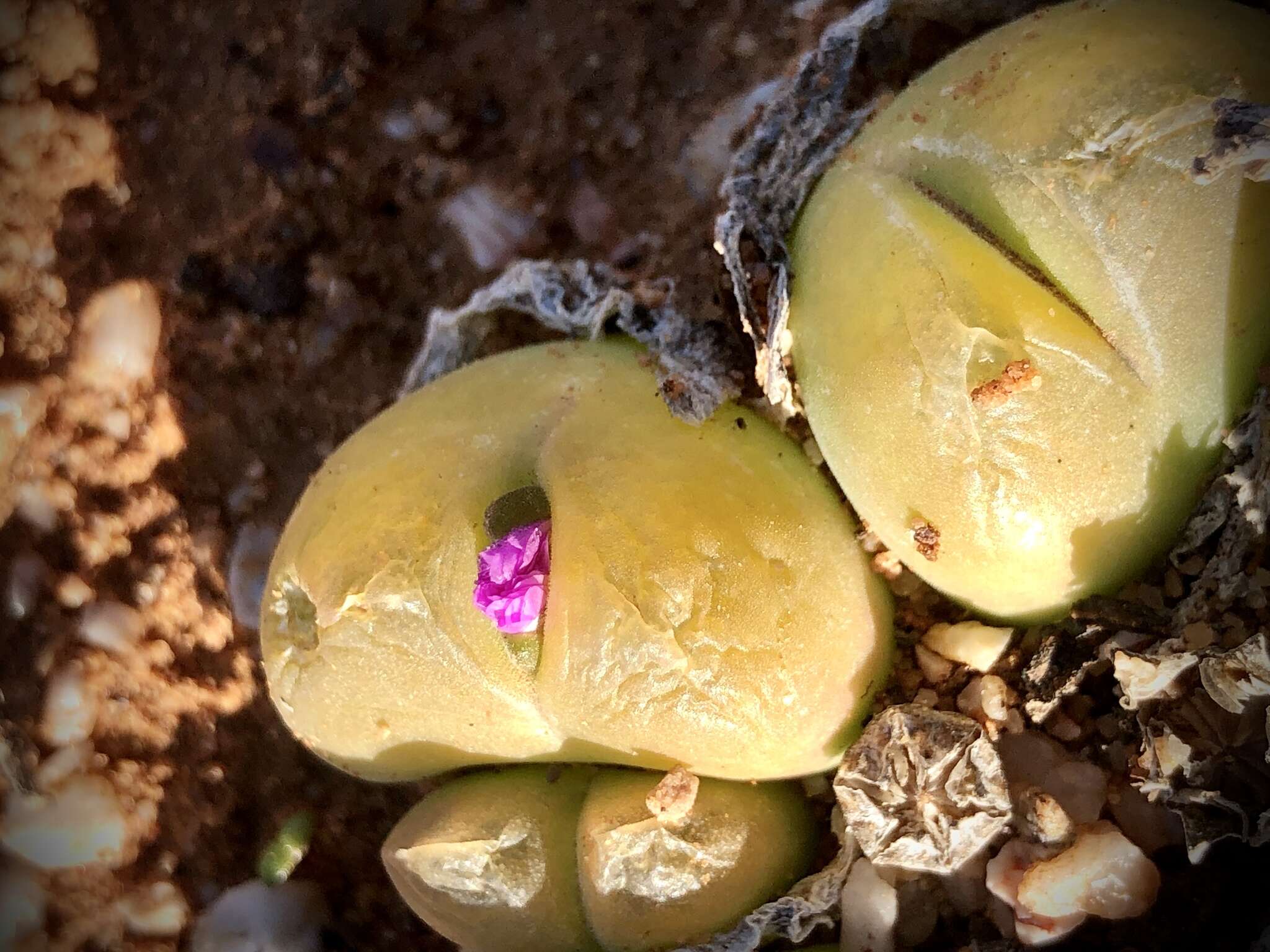 Image of Gibbaeum nuciforme Hartmann