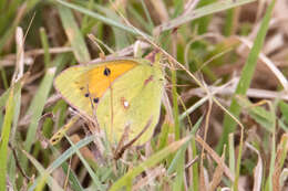 Image of Colias electo (Linnaeus 1763)