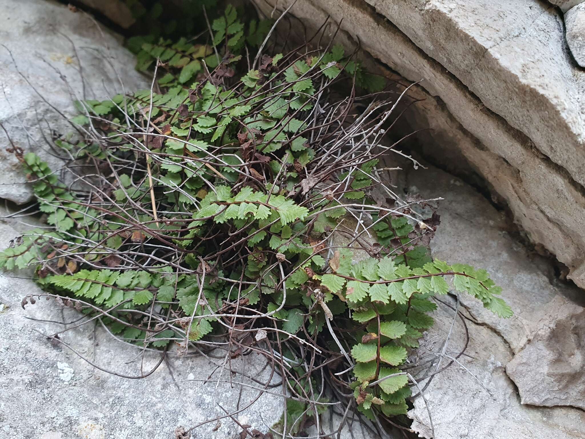 Image of Asplenium trichomanes subsp. pachyrachis (Christ) Lovis & Reichst.