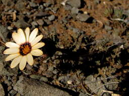 Image de Dimorphotheca pinnata var. pinnata