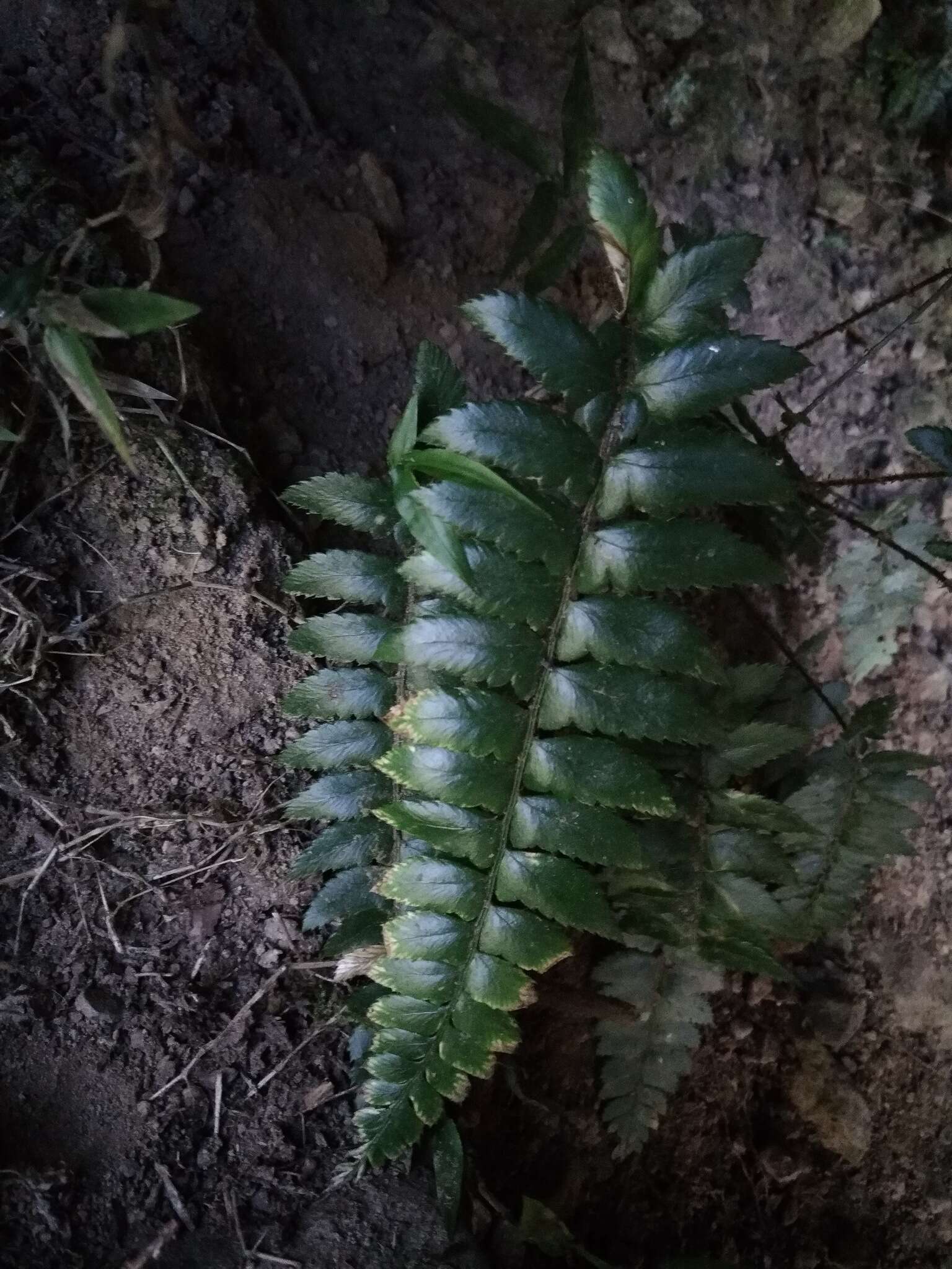 Image de Polystichum prionolepis Hayata