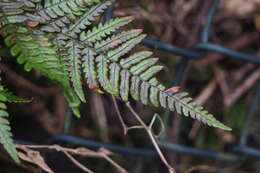 Image de Dryopteris setosa (Thunb. ex Murr.) Akasawa