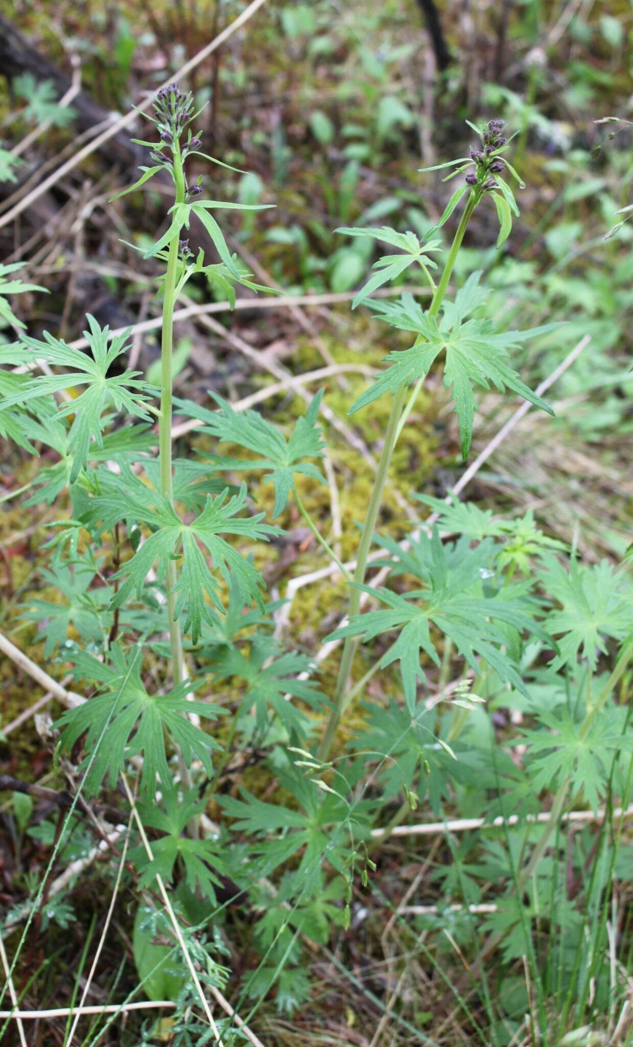 Sivun Delphinium glaucum S. Wats. kuva