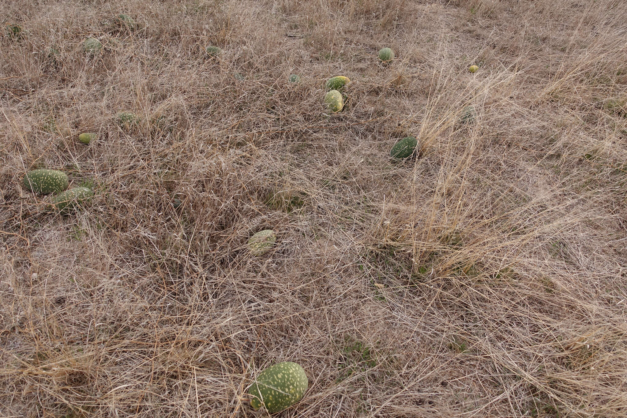 Image of Desert Vines