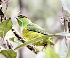 Image of Chestnut-breasted Chlorophonia
