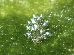 Image of Costasiella ocellifera (Simroth 1895)