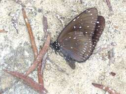 Image of Euploea midamus Linnaeus 1758