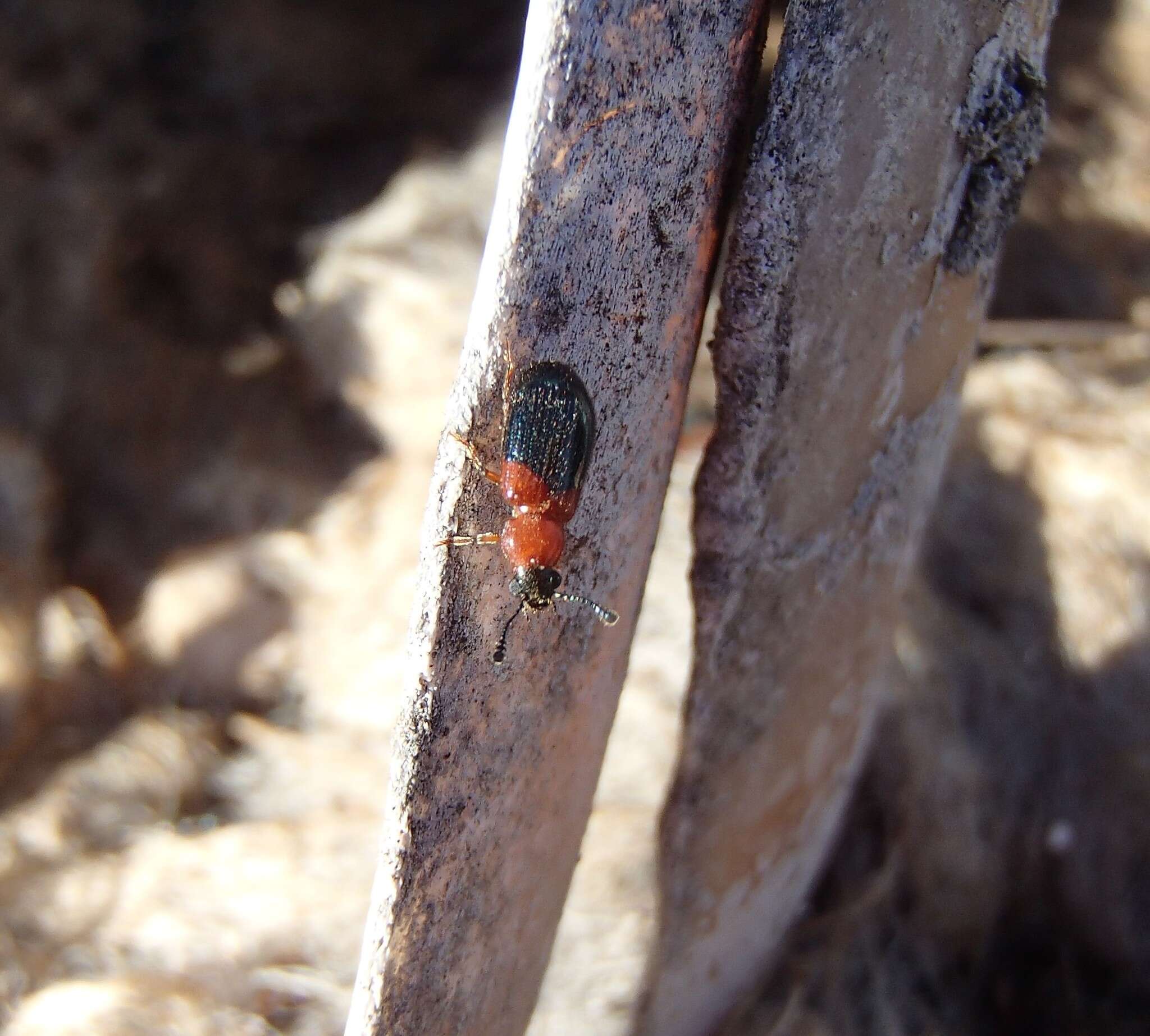 Image of Redshouldered ham beetle