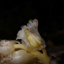 Image of Monotropa hypopitys subsp. hypopitys