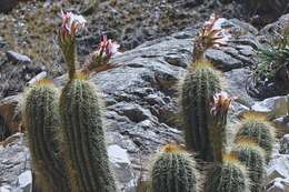 Imagem de Echinopsis schickendantzii F. A. C. Weber