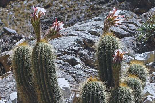 Imagem de Echinopsis schickendantzii F. A. C. Weber