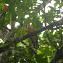Image of Jamaican Lizard Cuckoo