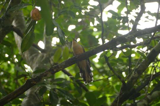 Image of Jamaican Lizard Cuckoo