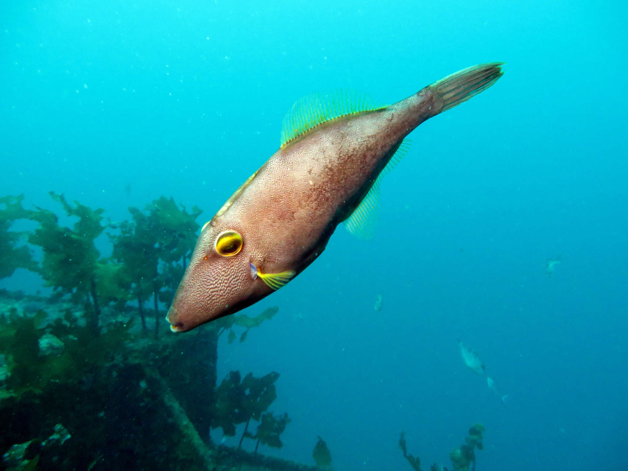 Image of Smooth leatherjacket