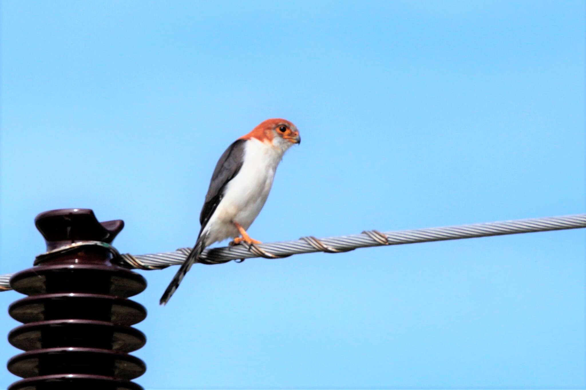 Image of Fielden's Falconet