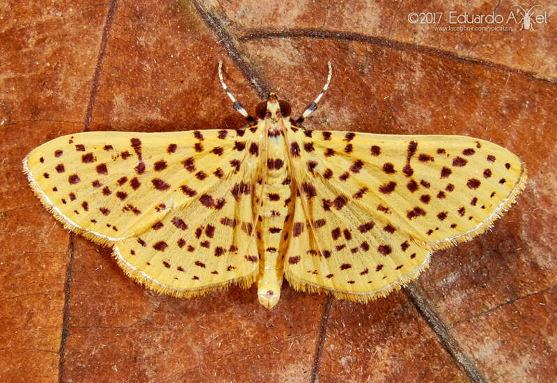 Image of Polygrammodes elevata Fabricius 1777