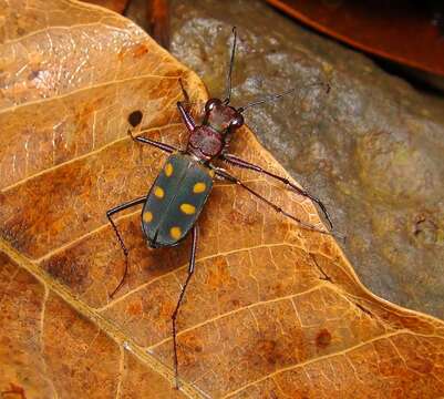 Image of Cicindela (Calochroa) safraneki (Werner & Wiesner 2008)