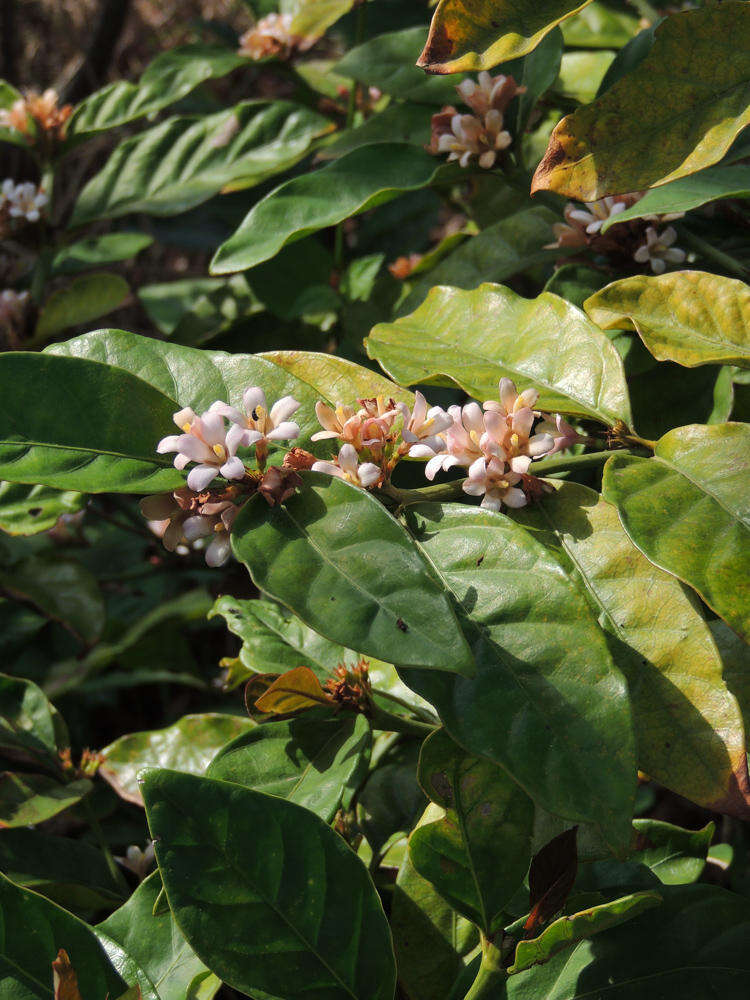 Plancia ëd Mitriostigma axillare Hochst.