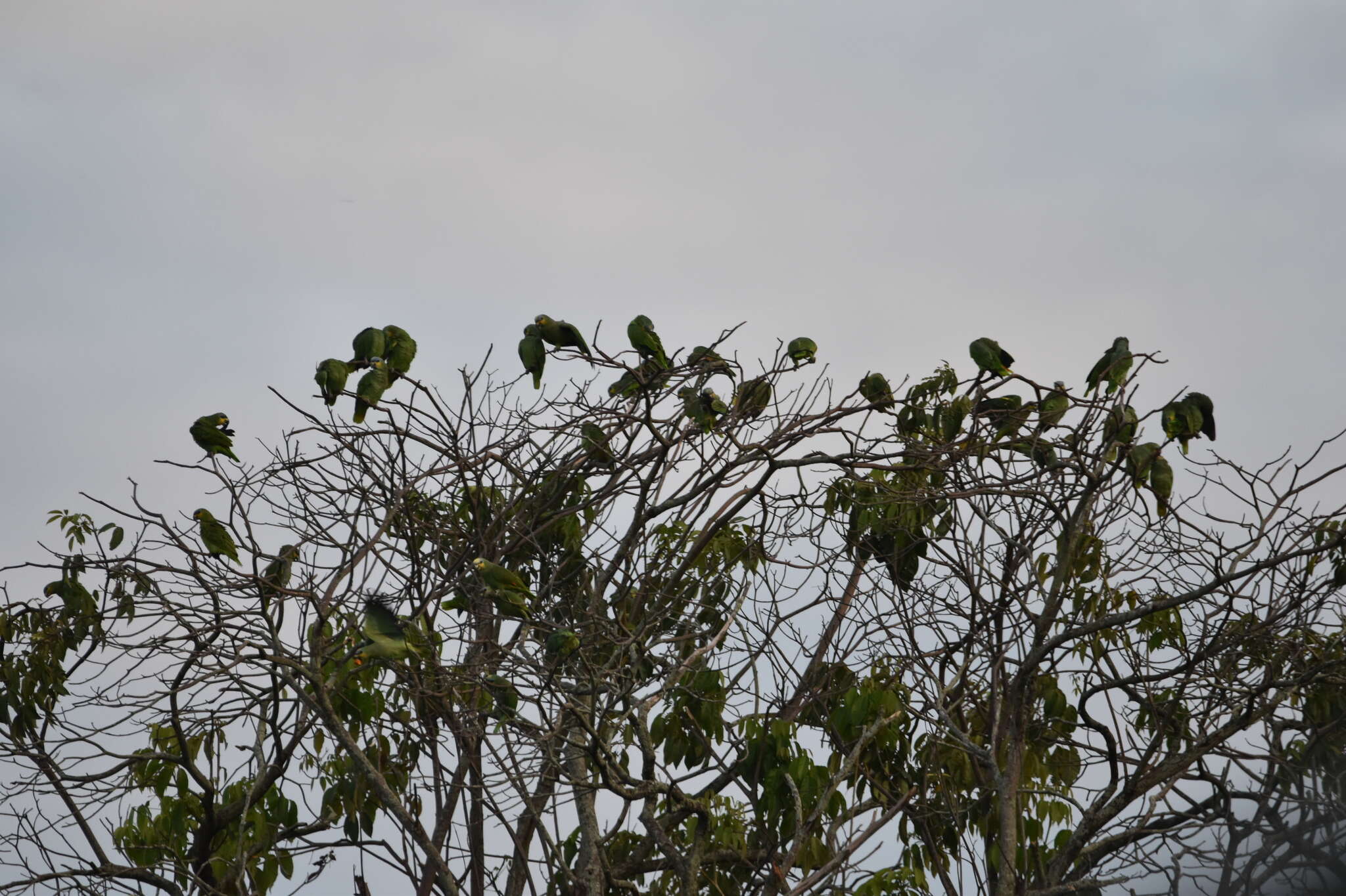 Plancia ëd <i>Amazona amazonica tobagensis</i>