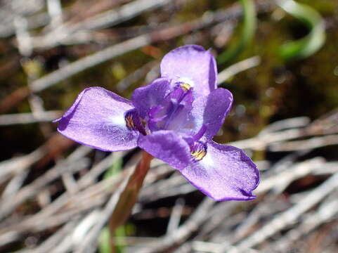 Image of Moraea nubigena Goldblatt