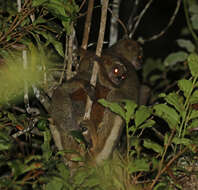 Image of Woolly Lemur