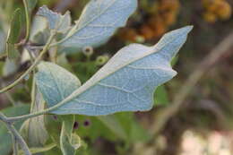 Image of orangeberry nightshade