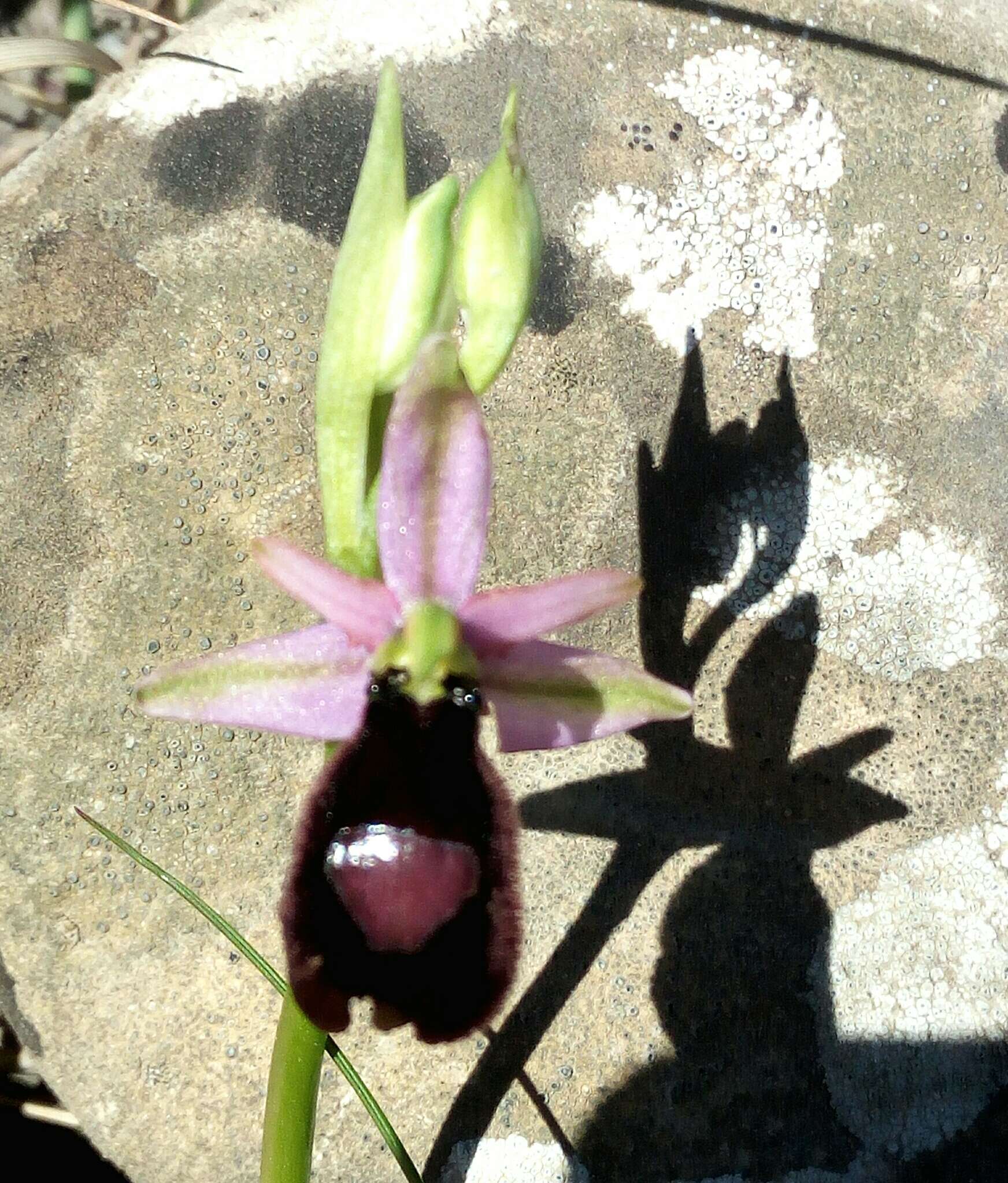 Слика од Ophrys bertolonii Moretti