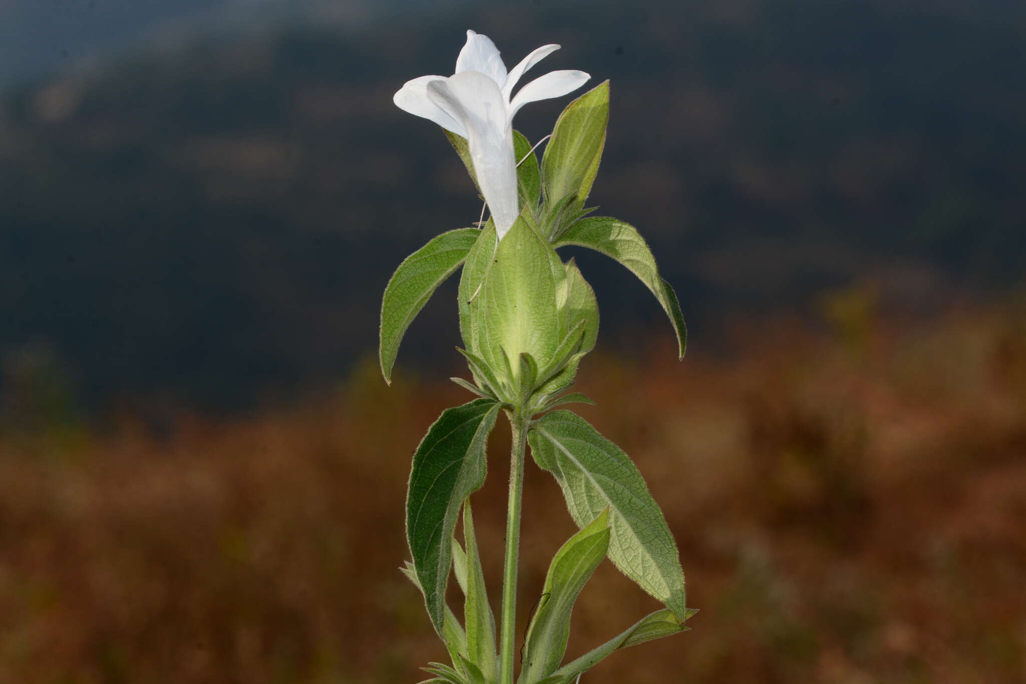 Barleria sepalosa C. B. Cl.的圖片