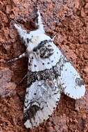 Image of Poplar Kitten