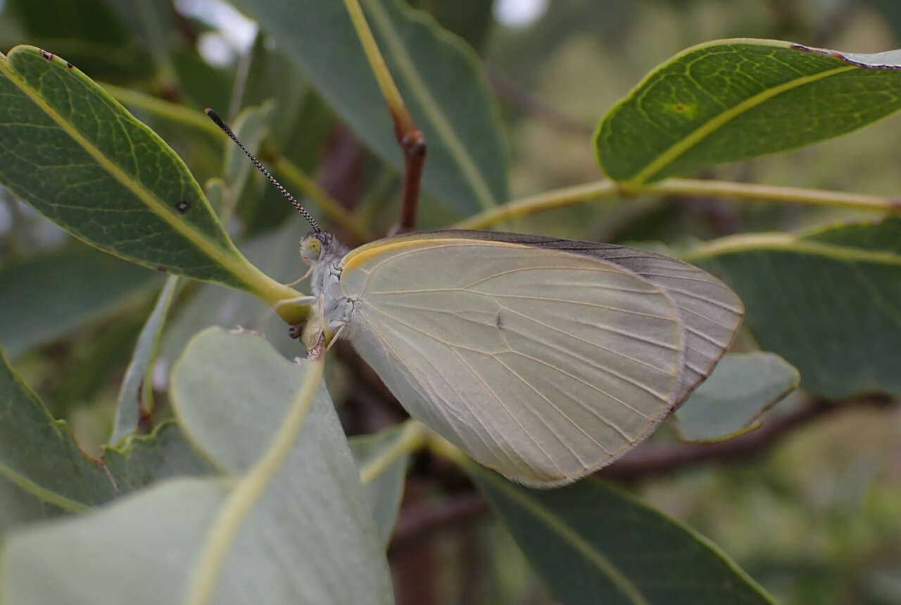 Image of Elodina padusa (Hewitson 1853)