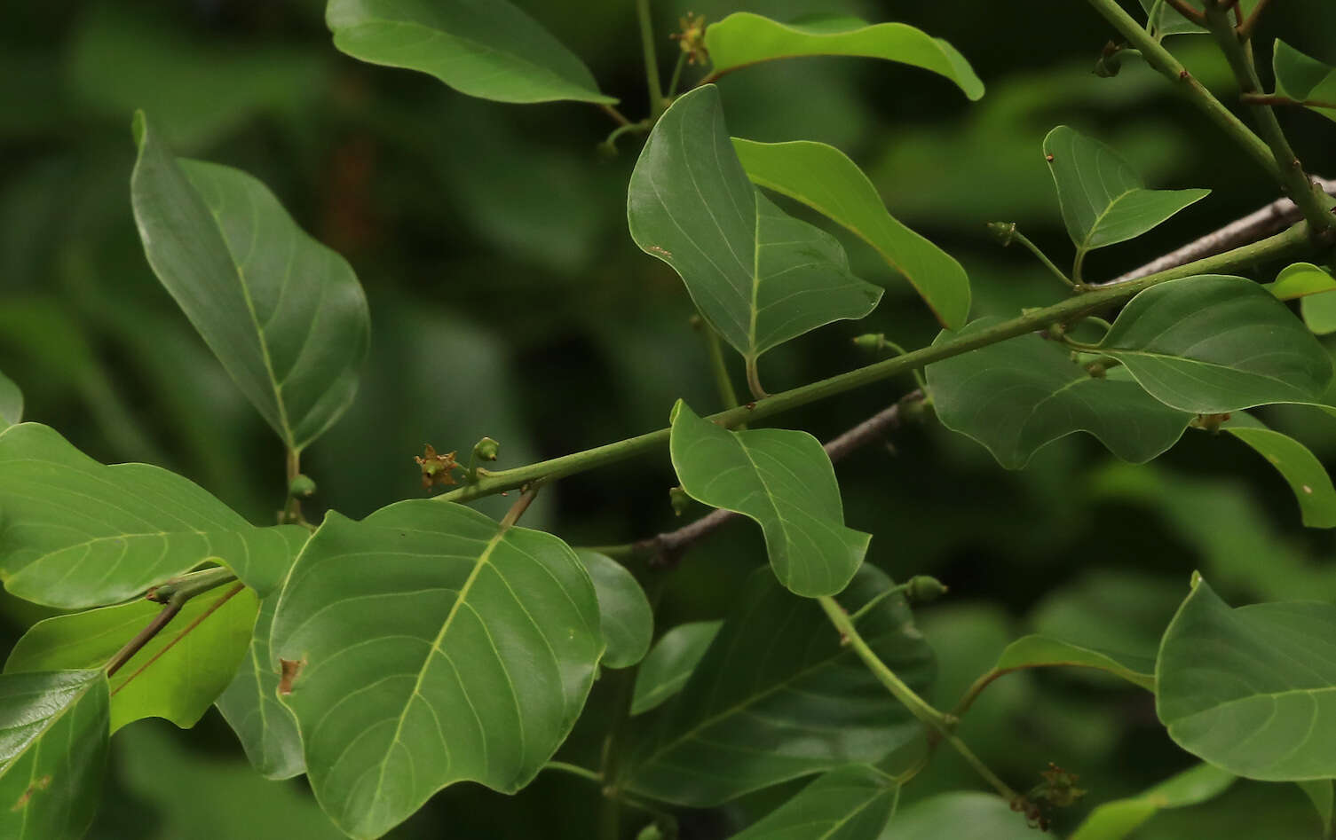 Plancia ëd Berchemia discolor (Kl.) Hemsley