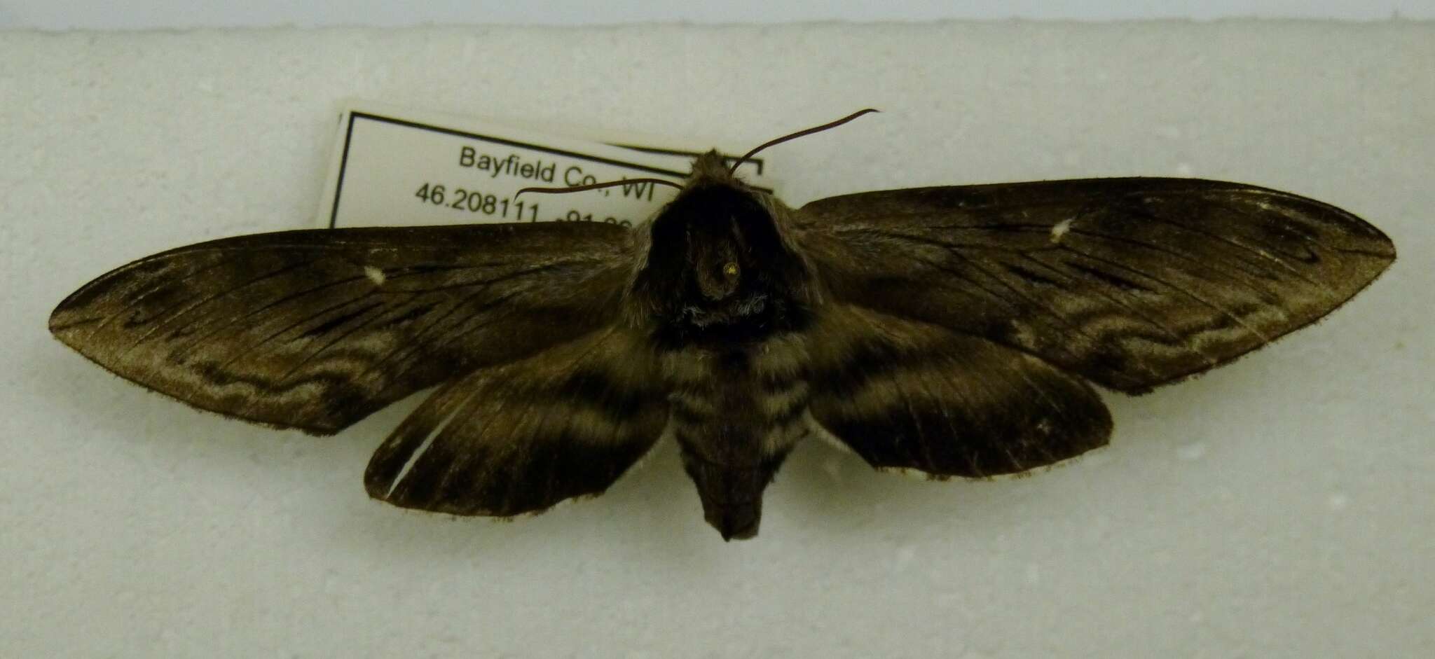 Image of Poecila sphinx