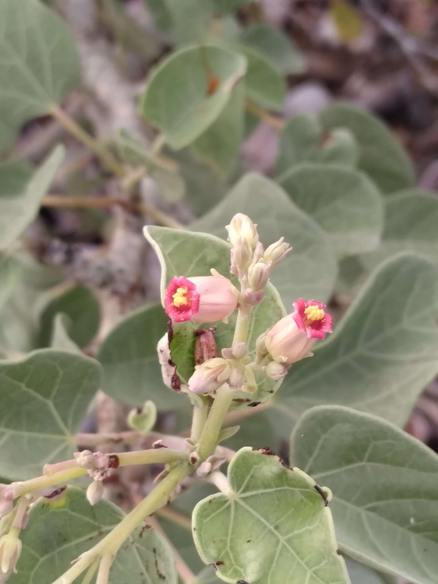 Jatropha canescens (Benth.) Müll. Arg.的圖片