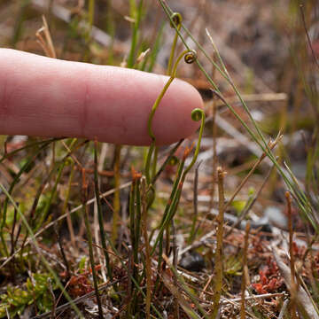 Image of Schizaea tenella Kaulf.