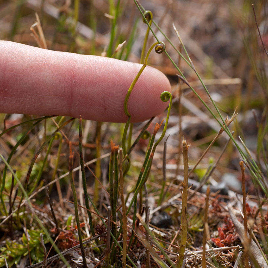 Imagem de Schizaea tenella Kaulf.