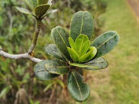 Image of Stillingia lineata (Lam.) Müll. Arg.