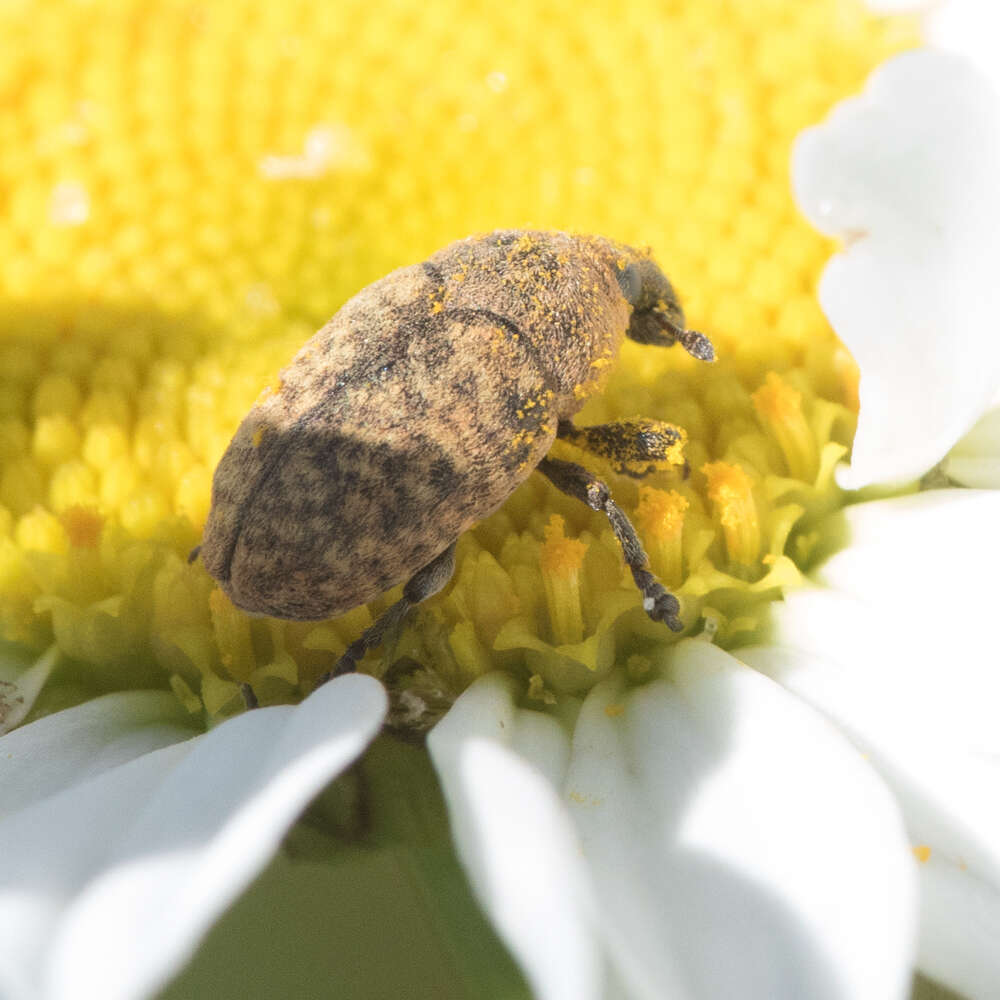 Image of Weevil