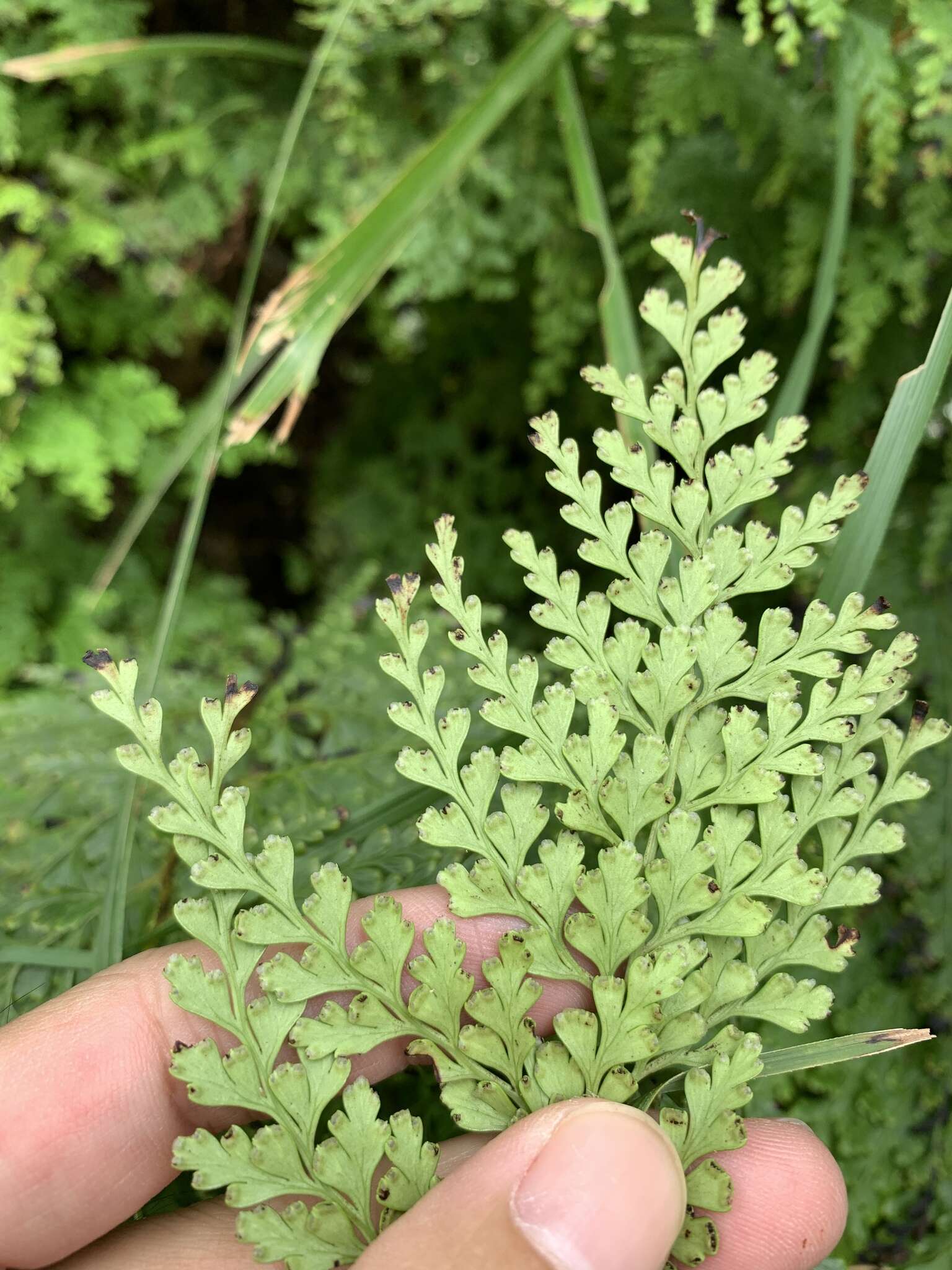 Image de Odontosoria biflora (Kaulf.) C. Chr.