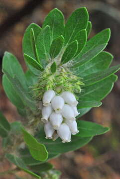 Image of whitehair manzanita