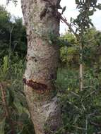 Sivun Commiphora africana (Rich.) Engl. kuva