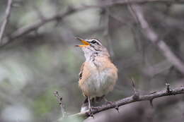 Image of Kalahari Scrub Robin