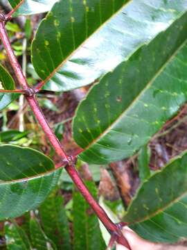 Image of Brunellia mexicana Standl.